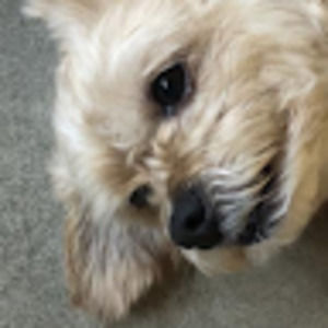 Meet your Posher, Autumn